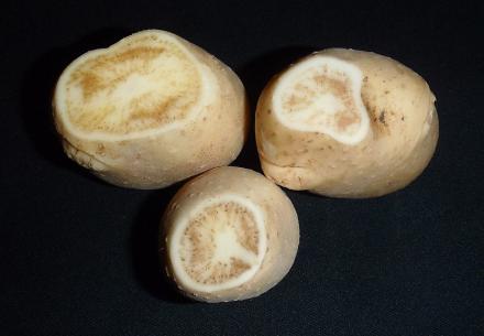 Three light brown-skinned potatoes are shown with cross-sectional removed slices revealing a mottled, diseased interior in each.