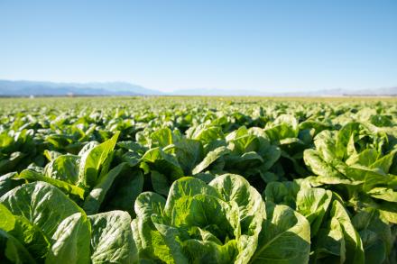 Tightly-clustered heads of lettuce grow in a field under a clear blue sky.