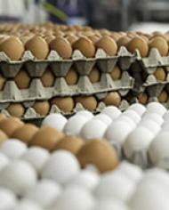 Stacks of eggs in cartons awaiting the washing process