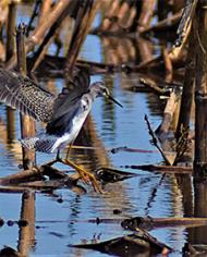 A Lesser Yellowlegs bird landing in a flooded cornfield.