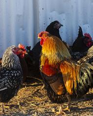 D4833-1hens.jpg image