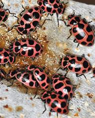 Adult pink spotted lady beetle feeding on the new artificial diet.