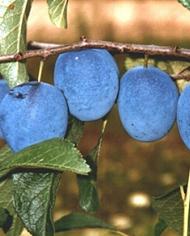 Honeysweet plums growing on a tree.