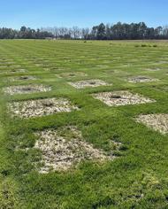 A field of centipedegrass.