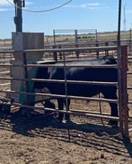 Two cows in a feedlot