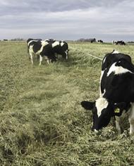 Dairy cows in a field.