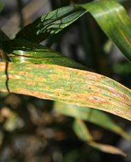 LeafRust.jpg image