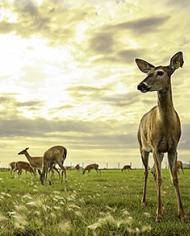 White-tailed deer at the National Centers for Animal Health 