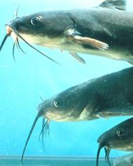 Three catfish swimming