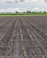 A field stretches off into the horizon, with very young bean seedlings just beginning to sprout in rows.