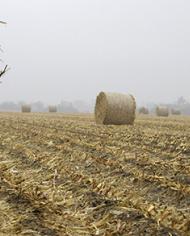 Rolled bales of corn stover (stalks, leaves, husks, and cobs) in a field.