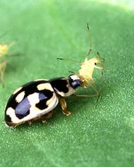 A lady beetle eating aphids.