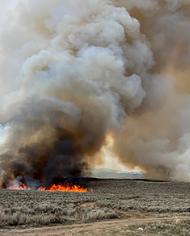 A prescribed burn on mountain big sagebrush. 